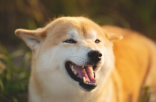 柴犬开始在 Coinbase 上交易