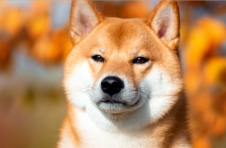 狗狗币的竞争对手柴犬被“大空头”的迈克尔·伯里抨击 Facebook